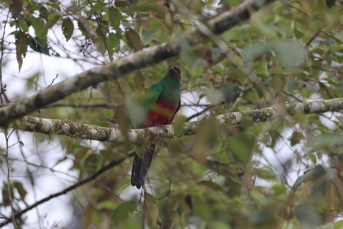 Golden-headed Quetzal - ML641704669