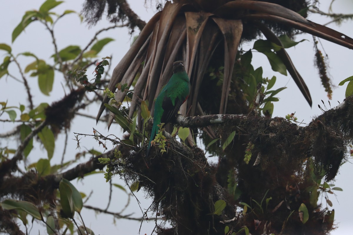 Golden-headed Quetzal - ML641704670
