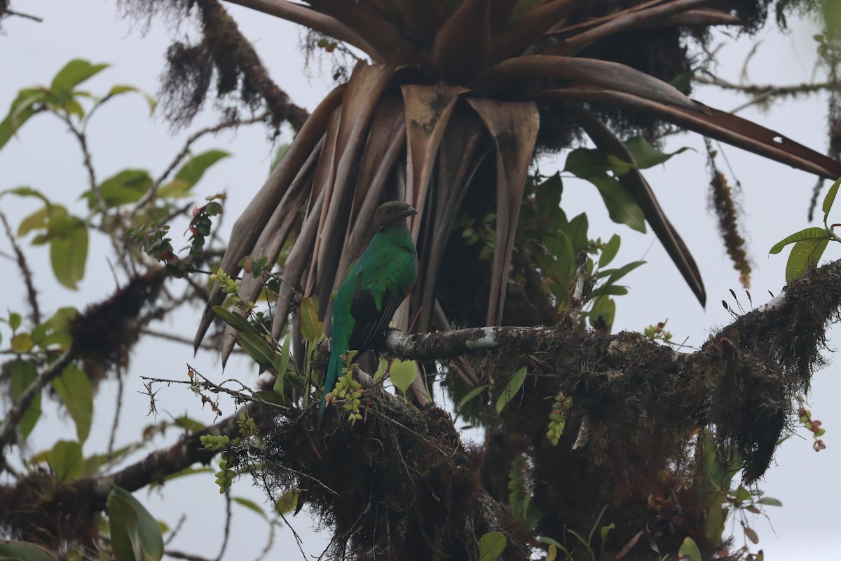 Golden-headed Quetzal - ML641704671