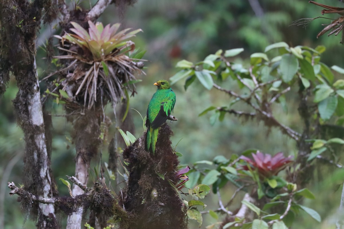 Golden-headed Quetzal - ML641704672