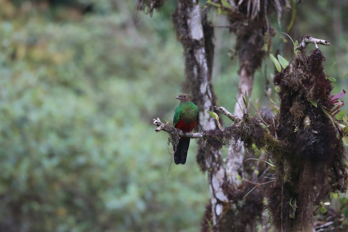 Golden-headed Quetzal - ML641704673