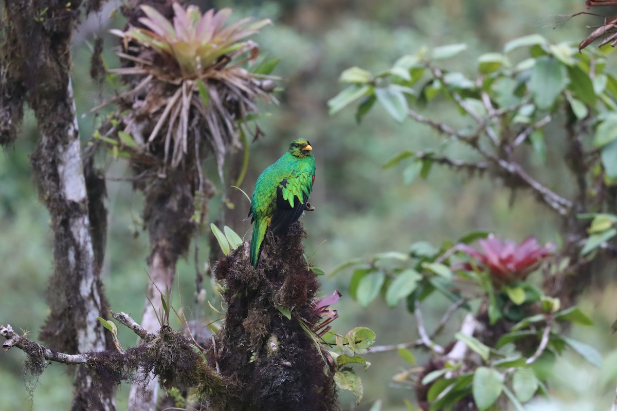 Golden-headed Quetzal - ML641704674
