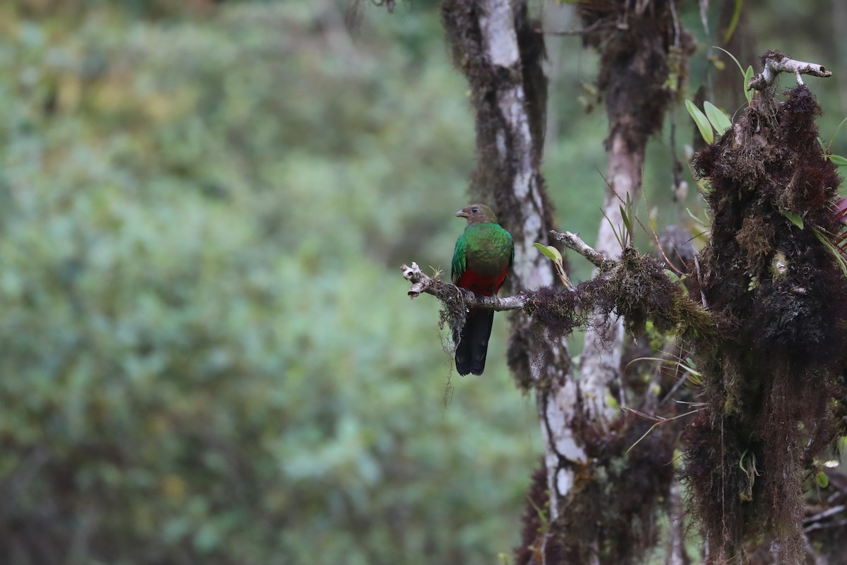 Golden-headed Quetzal - ML641704675