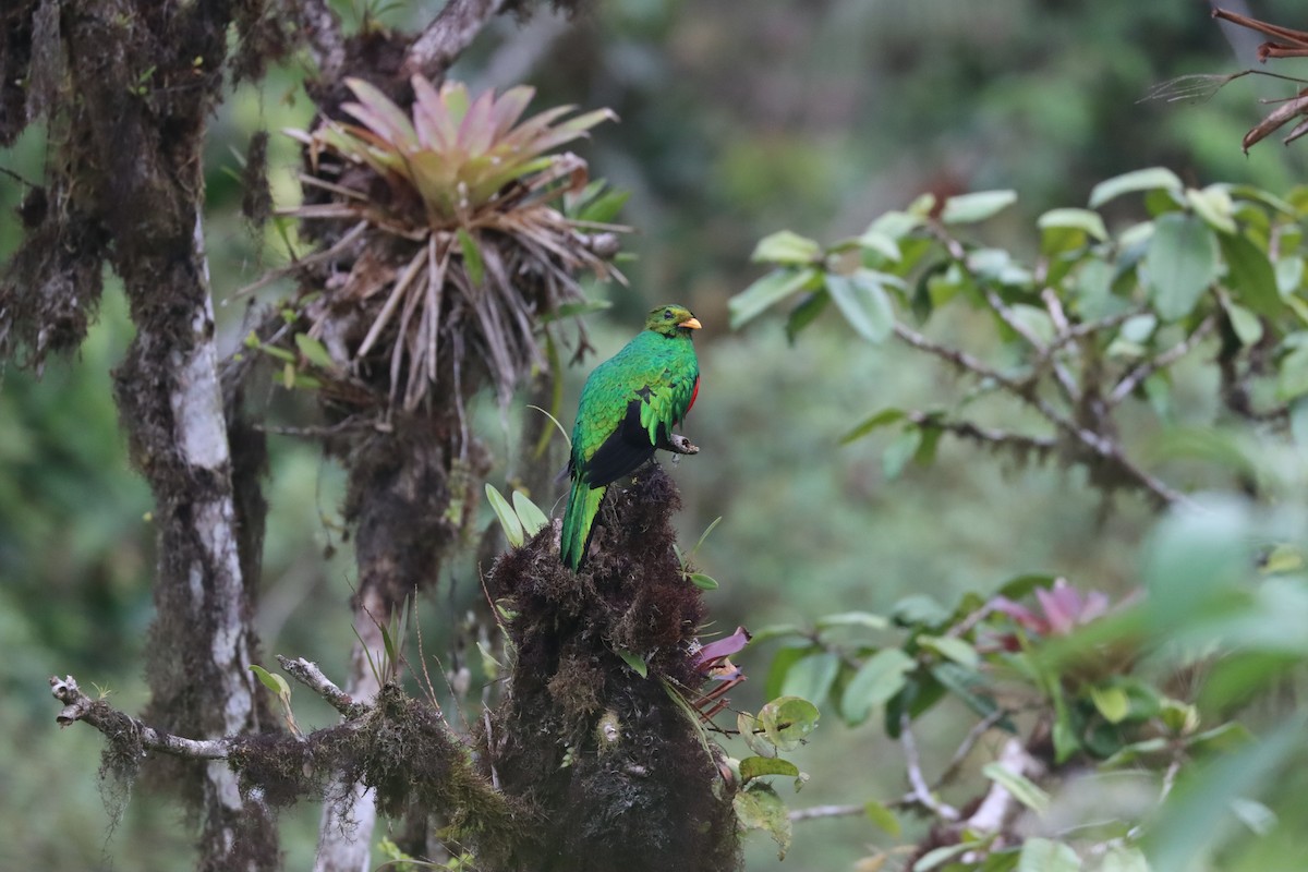 Golden-headed Quetzal - ML641704676