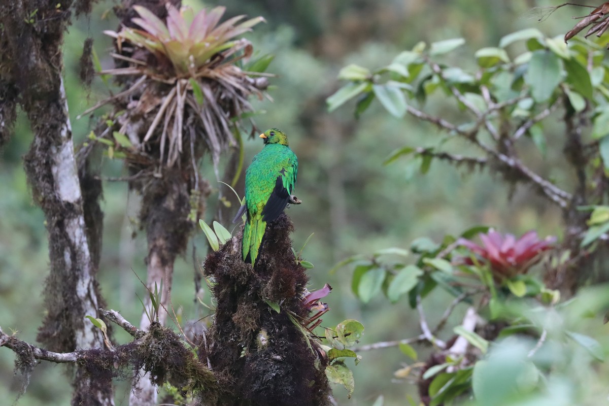 Golden-headed Quetzal - ML641704677