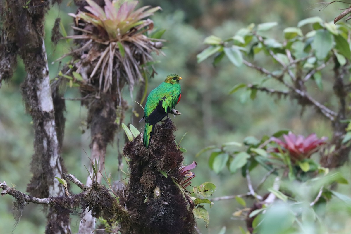 Golden-headed Quetzal - ML641704678