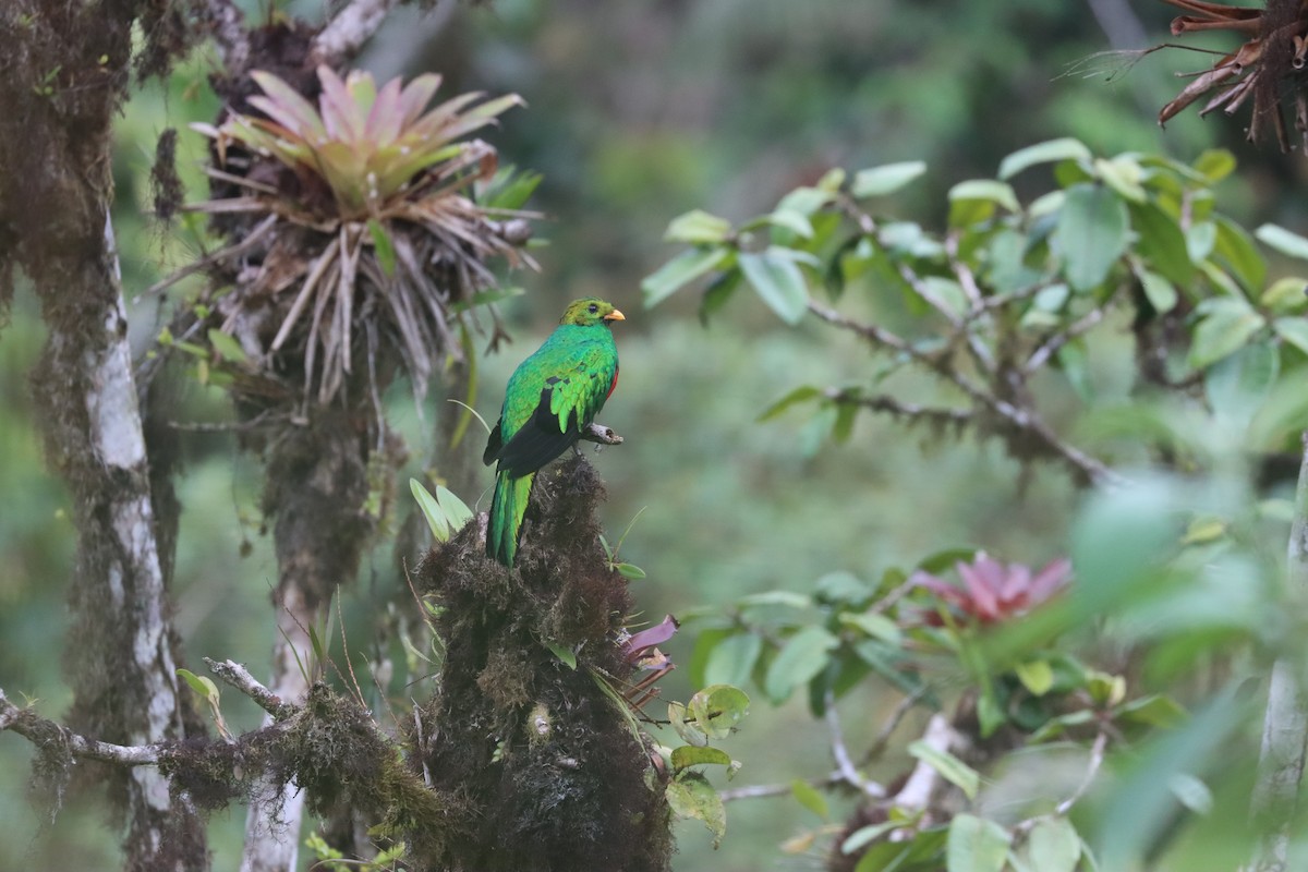 Golden-headed Quetzal - ML641704680