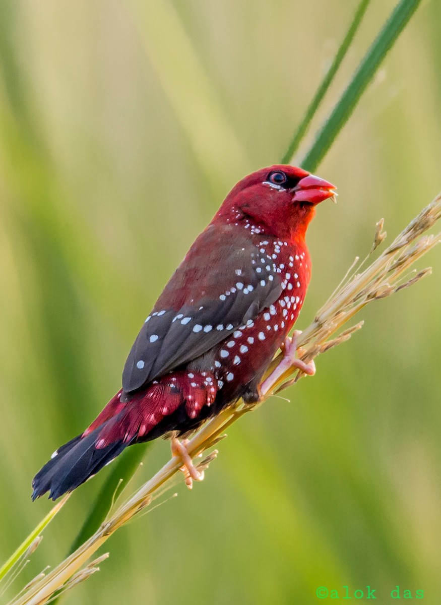 Red Avadavat - ML641704688