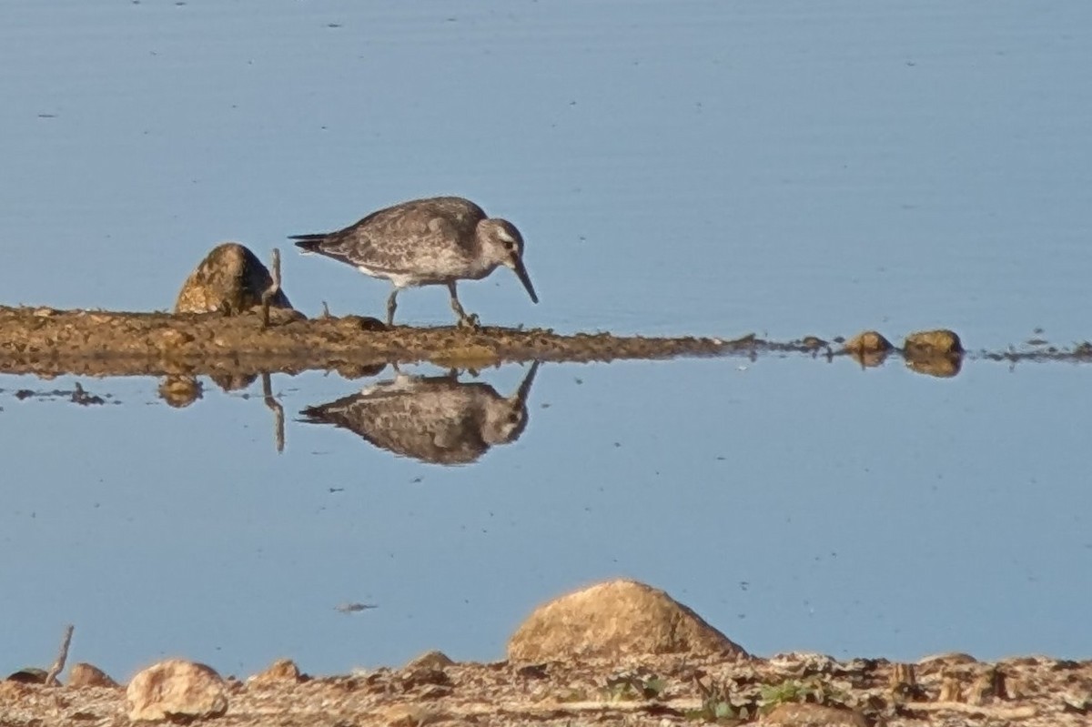 Red Knot - ML641704689