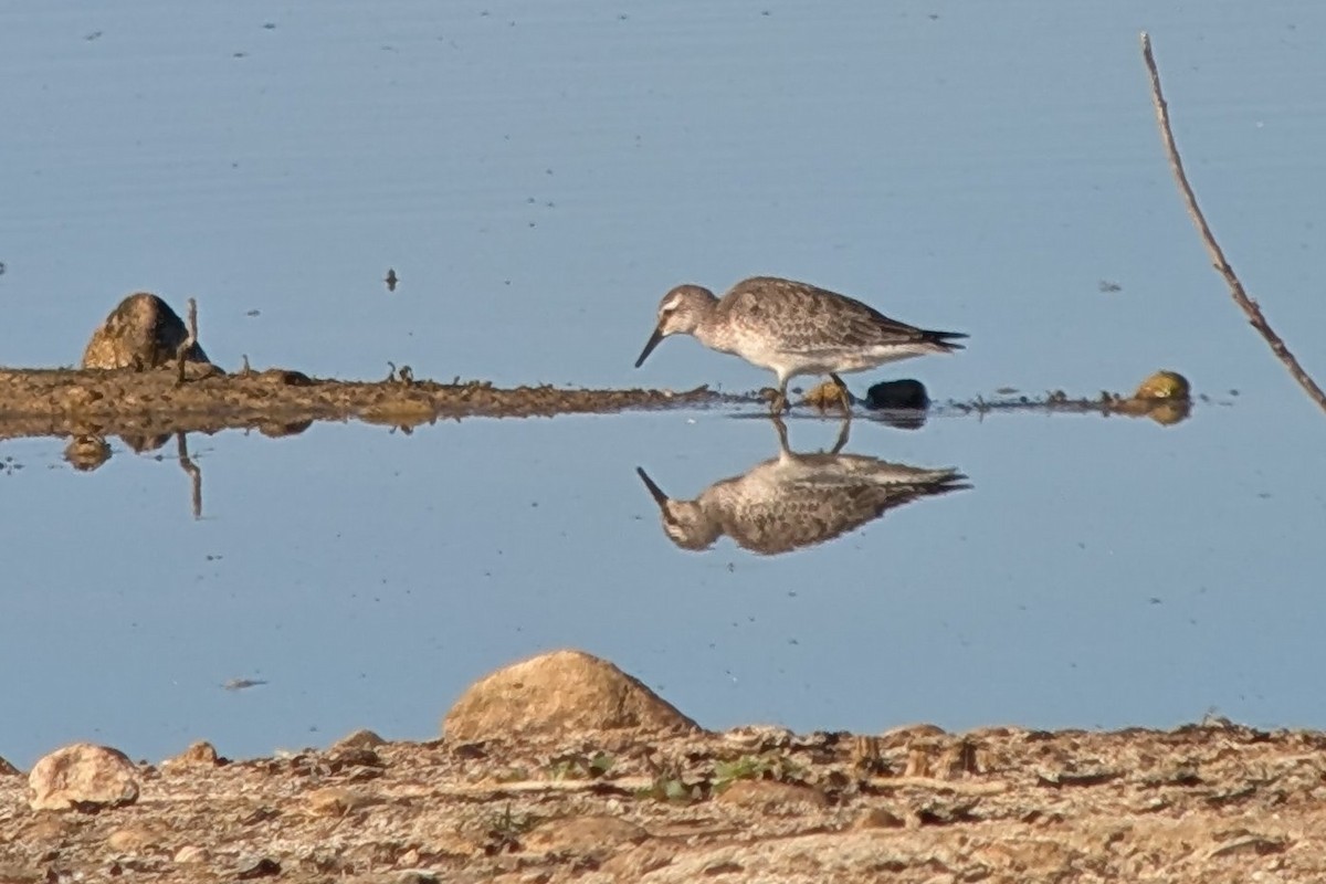 Red Knot - ML641704690