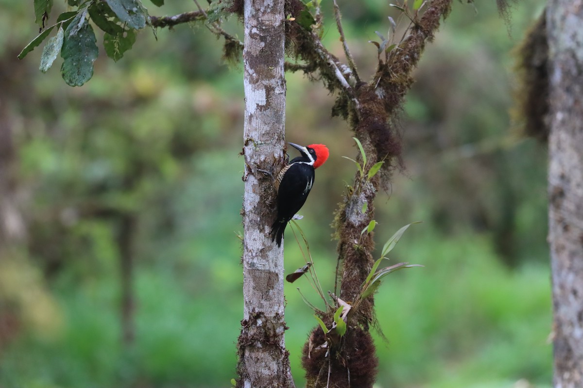 Powerful Woodpecker - ML641704710