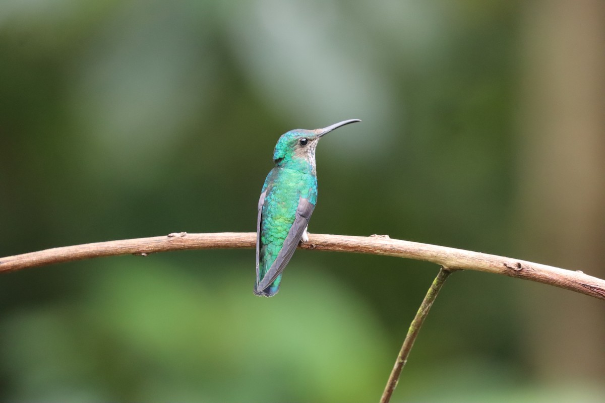 White-necked Jacobin - ML641704758