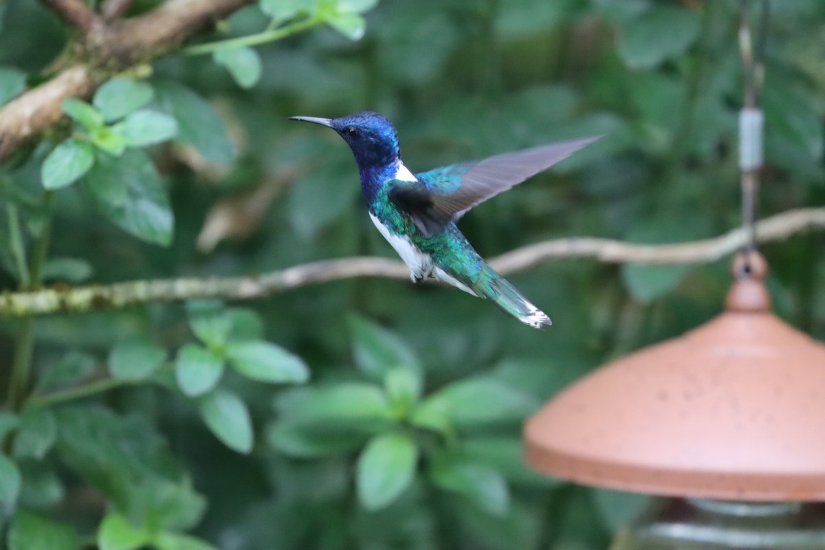 White-necked Jacobin - ML641704759