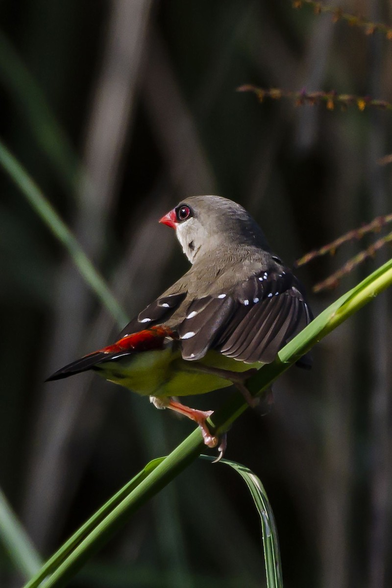 Red Avadavat - ML641704768