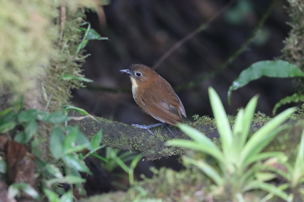 Yellow-breasted Antpitta - ML641704769