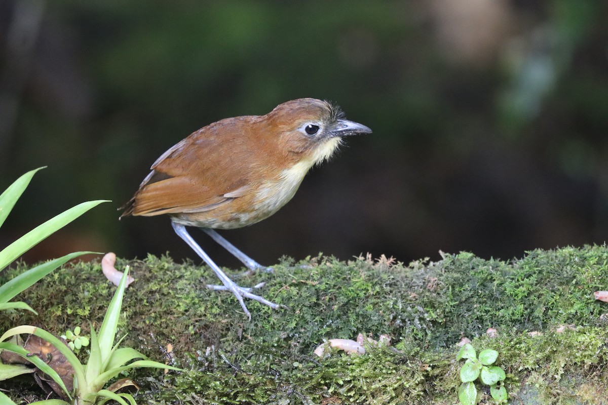 Yellow-breasted Antpitta - ML641704770
