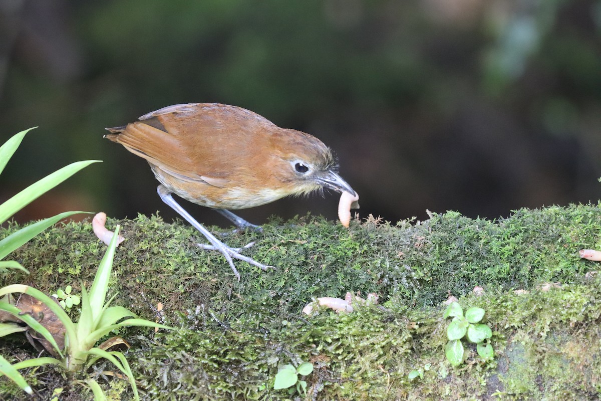 Yellow-breasted Antpitta - ML641704771