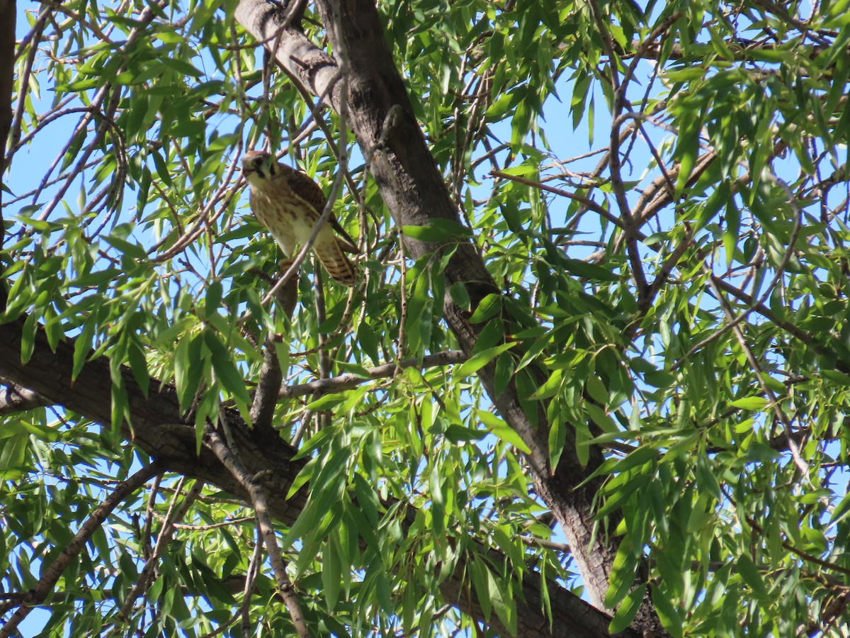 American Kestrel - ML641704780