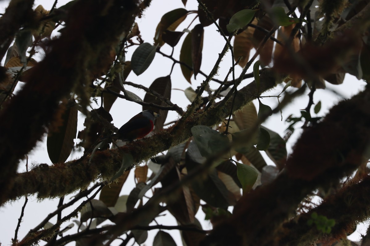 Toucan Barbet - ML641704785