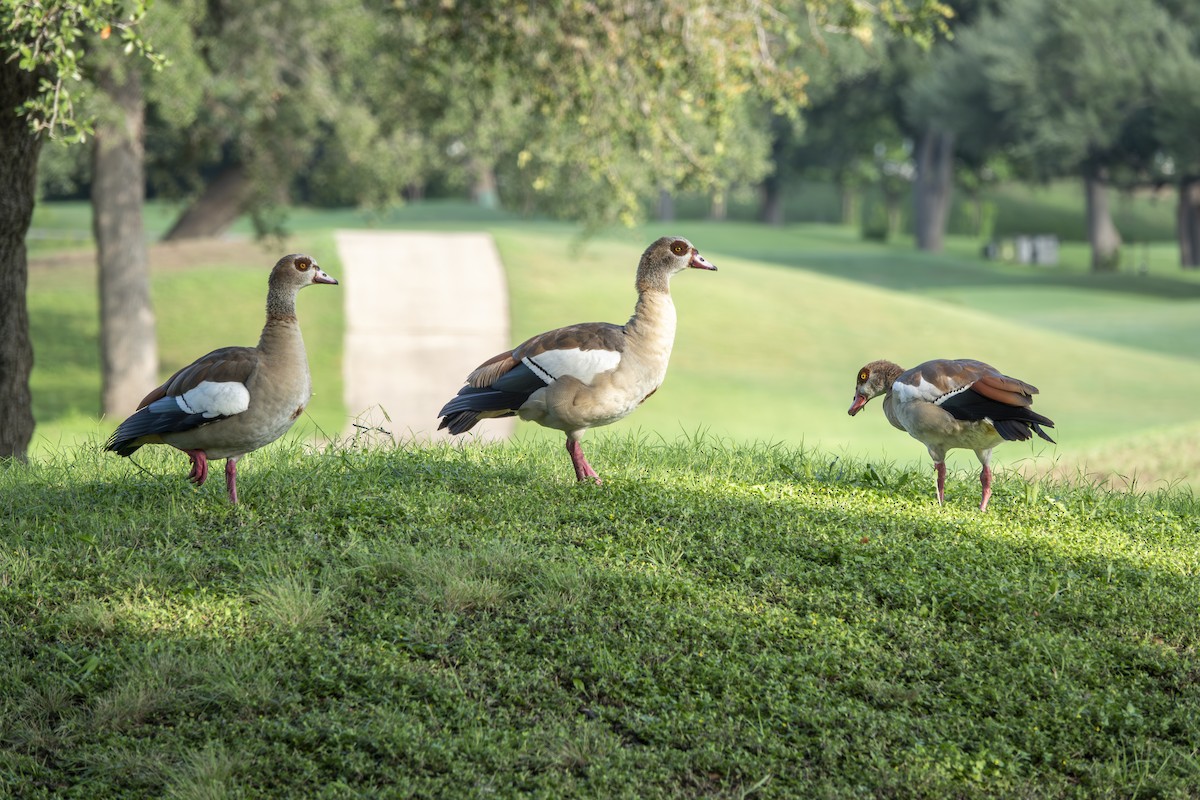 Egyptian Goose - ML641704796