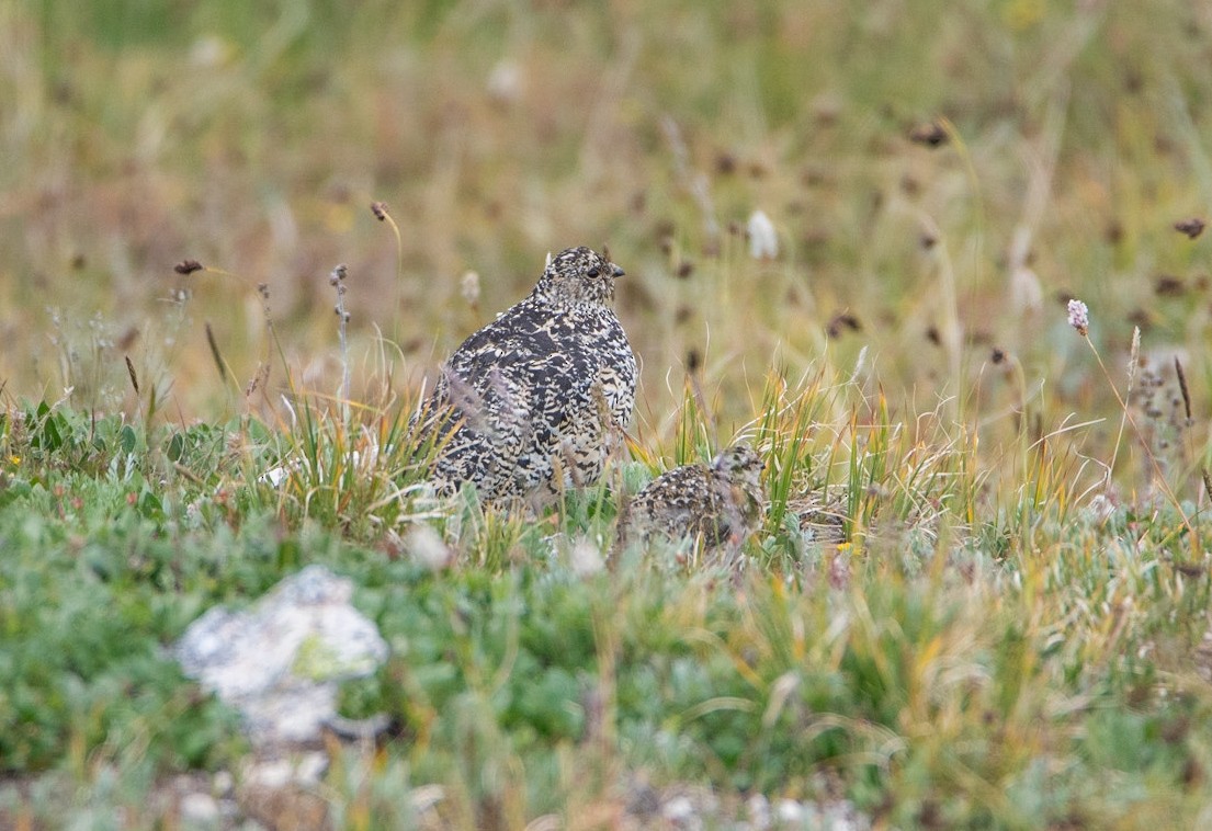 White-tailed Ptarmigan - ML641704803