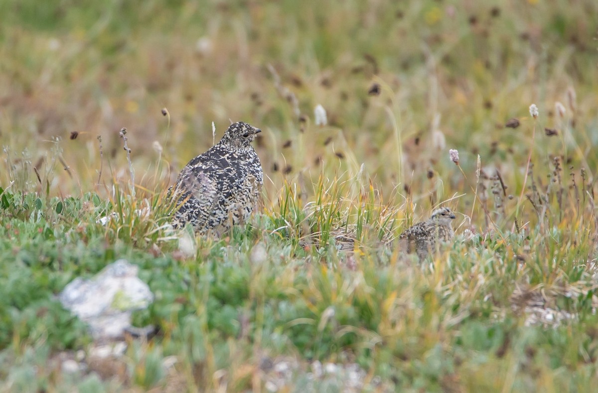 White-tailed Ptarmigan - ML641704804