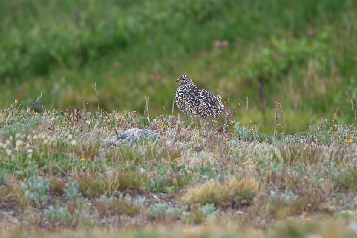 White-tailed Ptarmigan - ML641704805