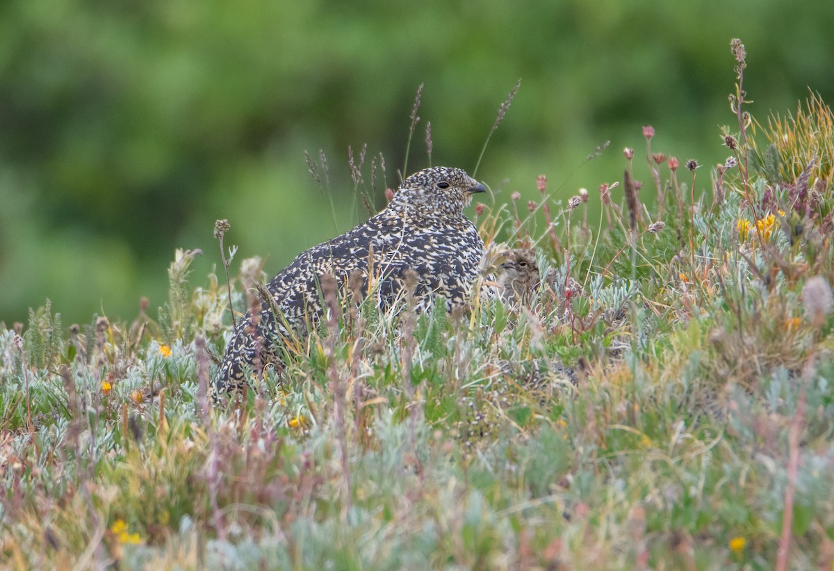 White-tailed Ptarmigan - ML641704806