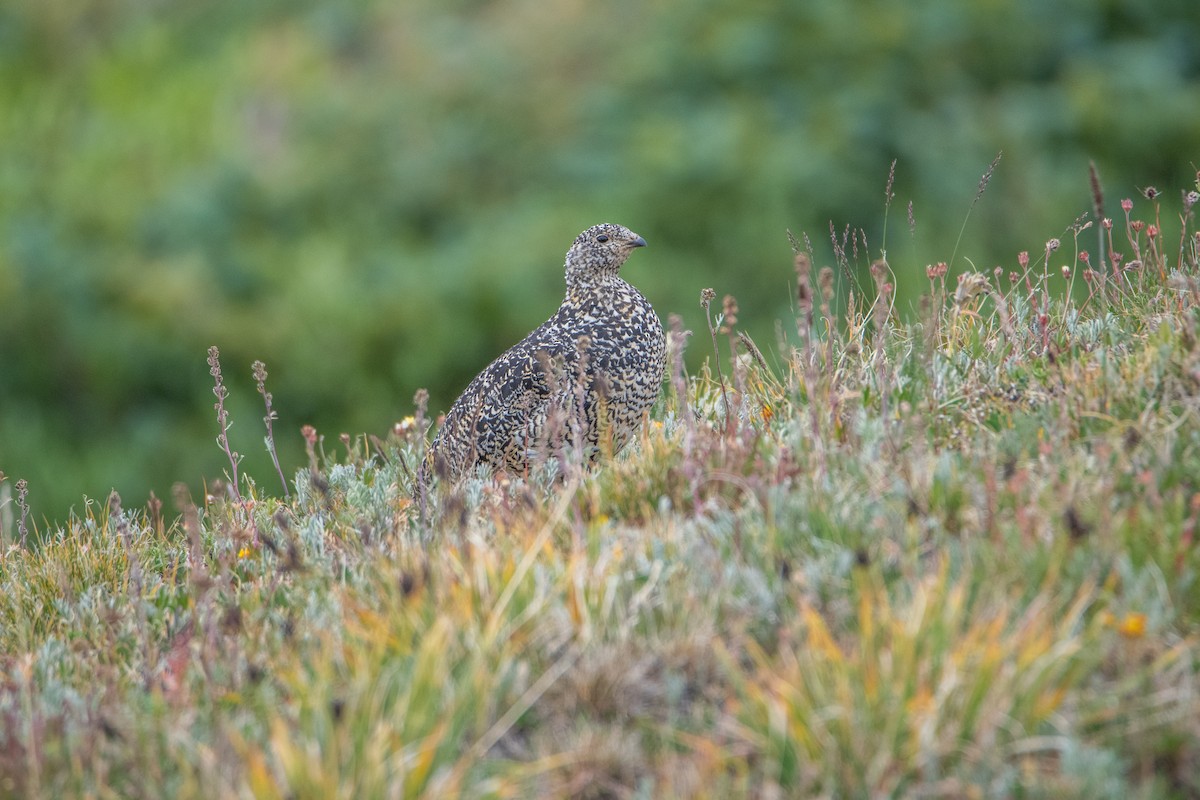 White-tailed Ptarmigan - ML641704807