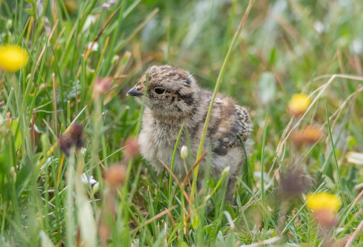 White-tailed Ptarmigan - ML641704839