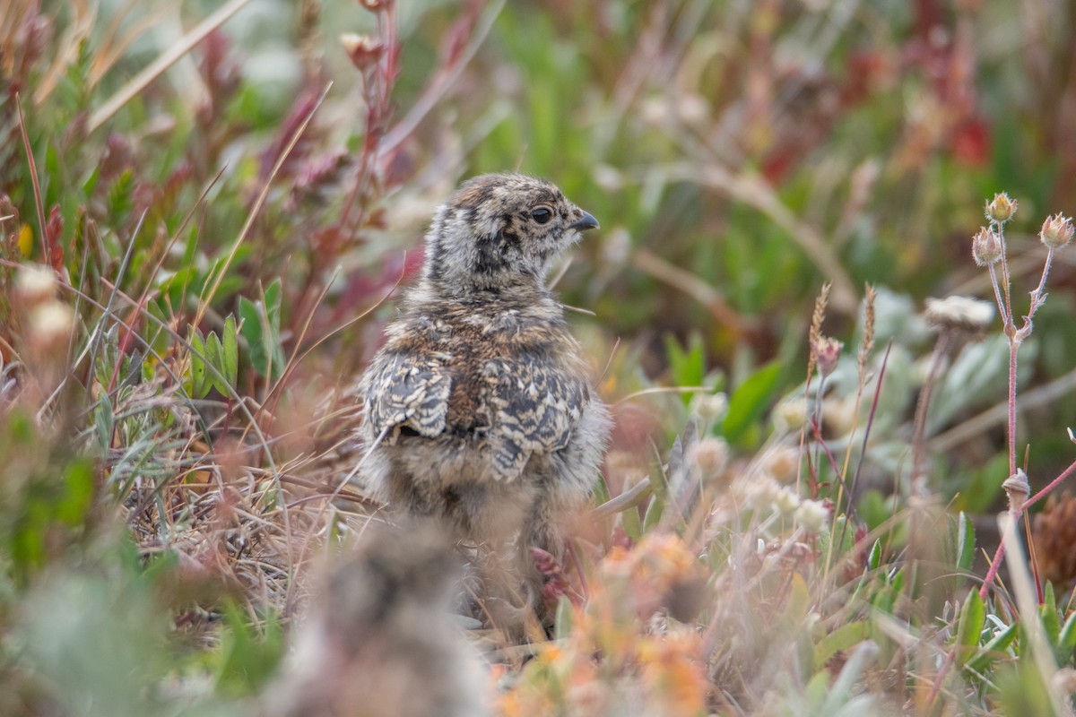 White-tailed Ptarmigan - ML641704840