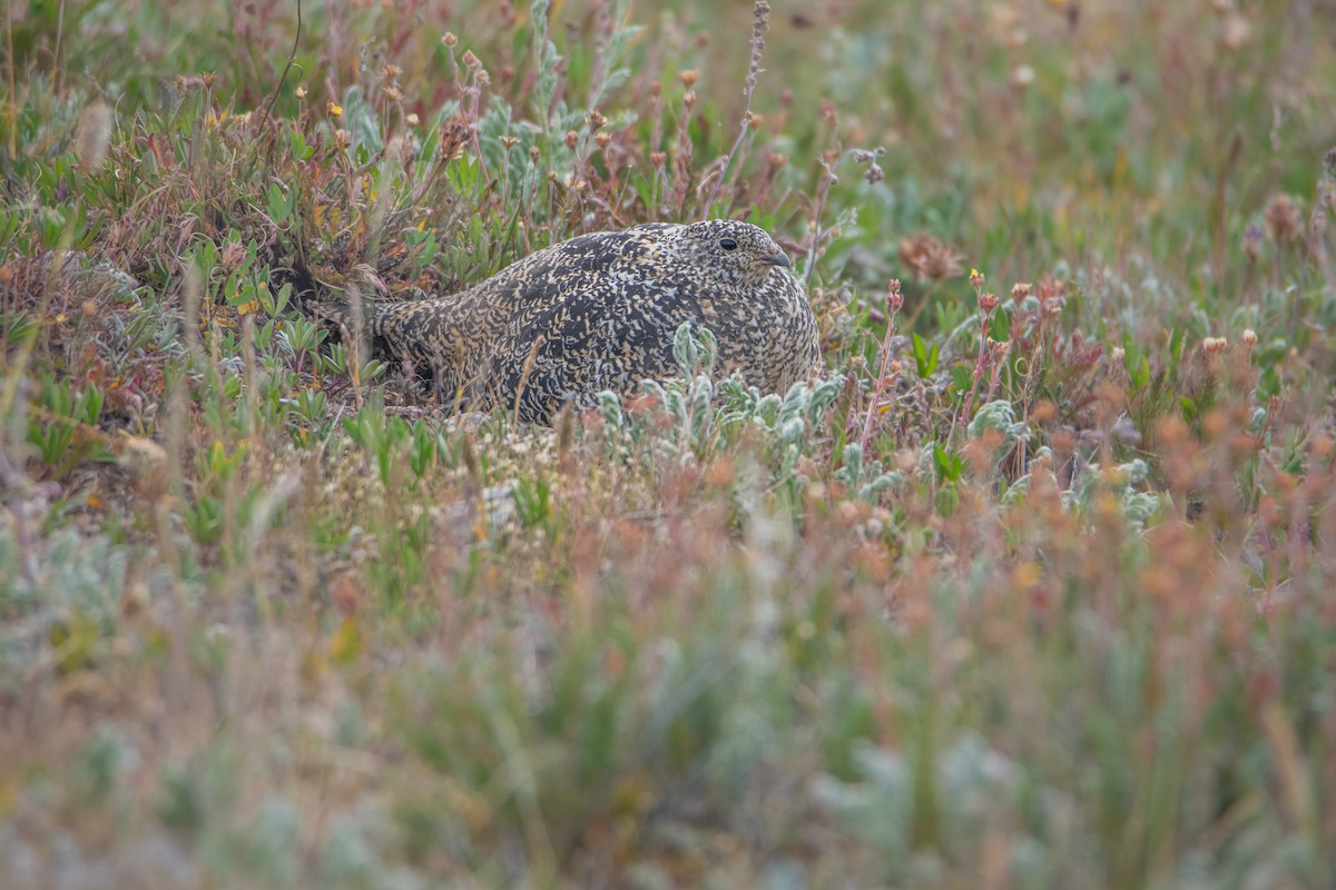 White-tailed Ptarmigan - ML641704841