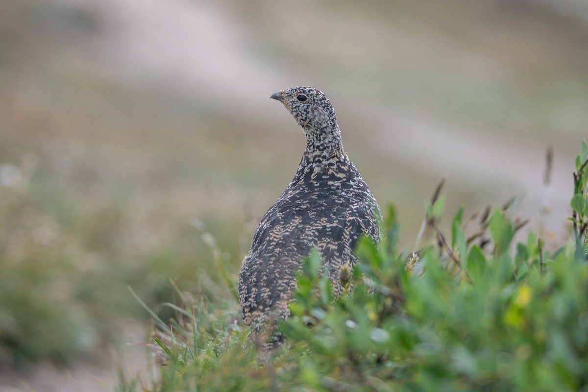 White-tailed Ptarmigan - ML641704842