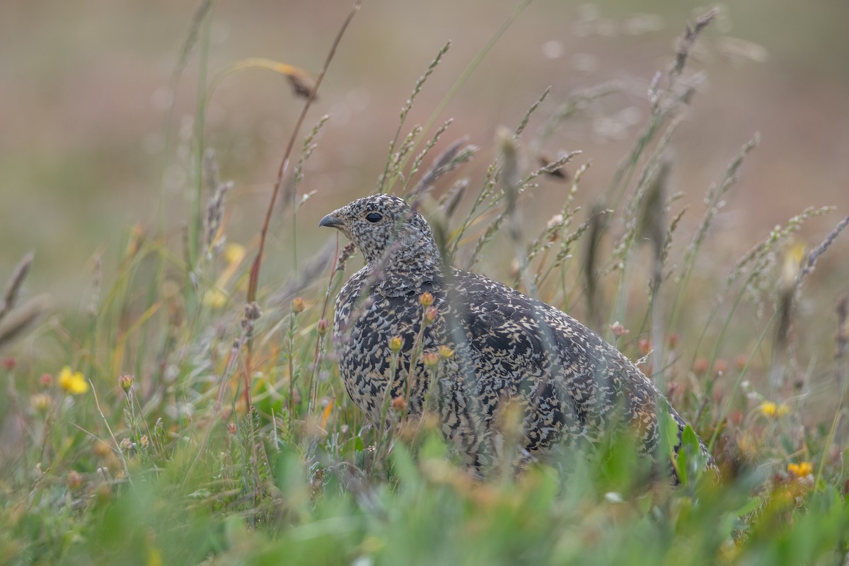 White-tailed Ptarmigan - ML641704843