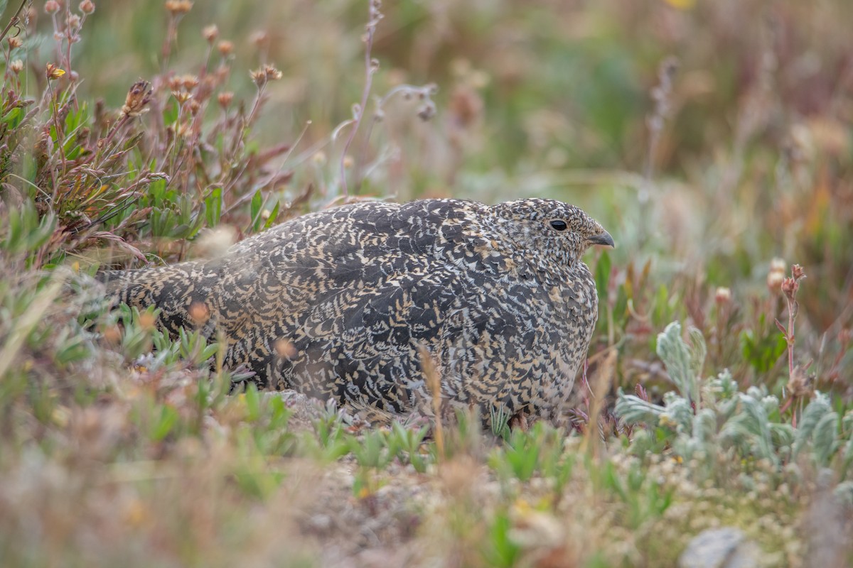 White-tailed Ptarmigan - ML641704845