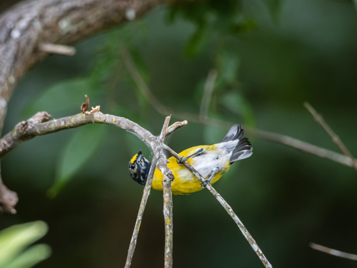 White-vented Euphonia - ML641704849