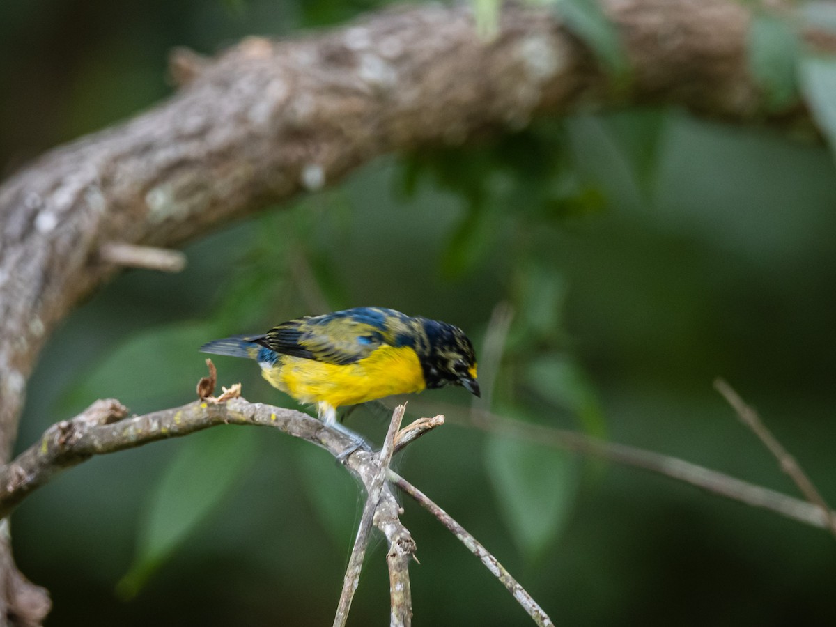 White-vented Euphonia - ML641704850