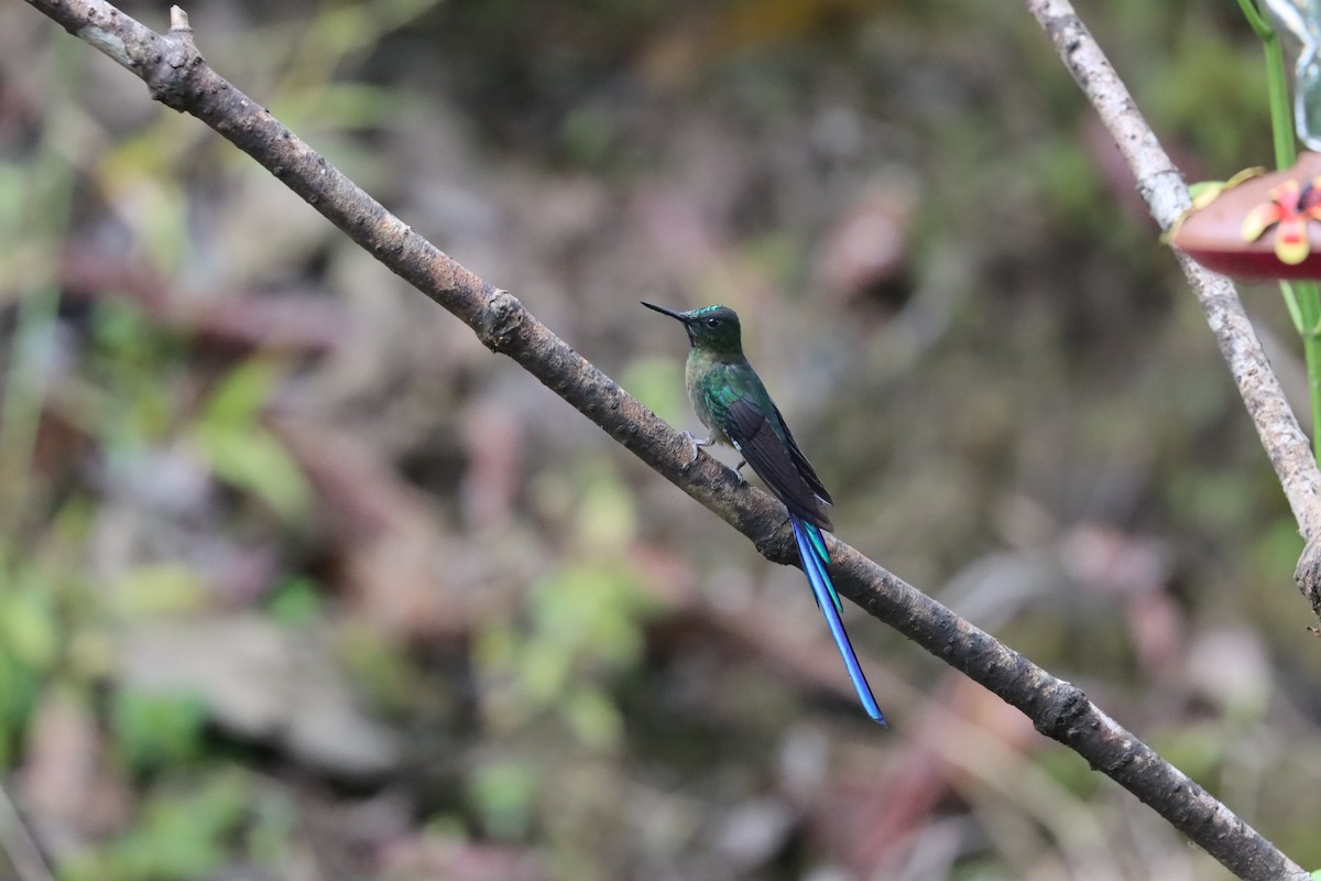 Violet-tailed Sylph - ML641704905
