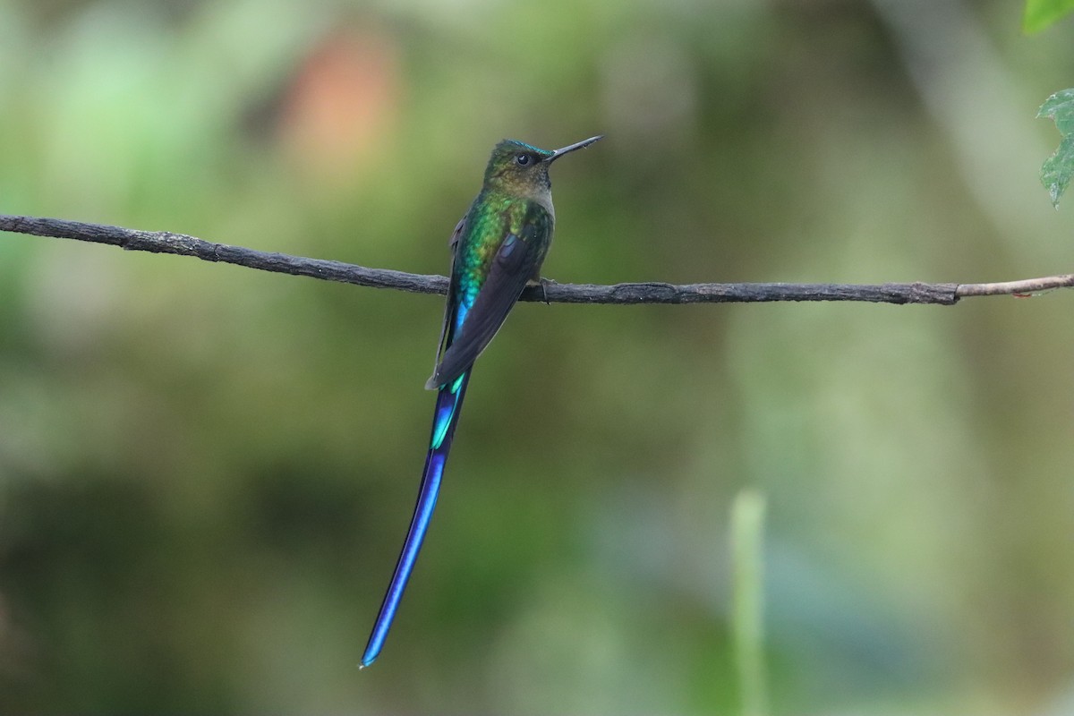 Violet-tailed Sylph - ML641704907