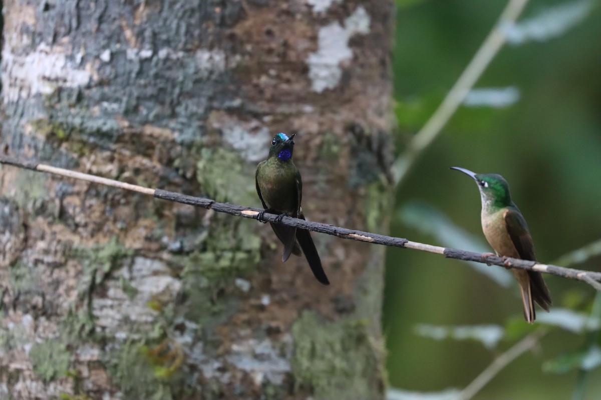 Violet-tailed Sylph - ML641704908