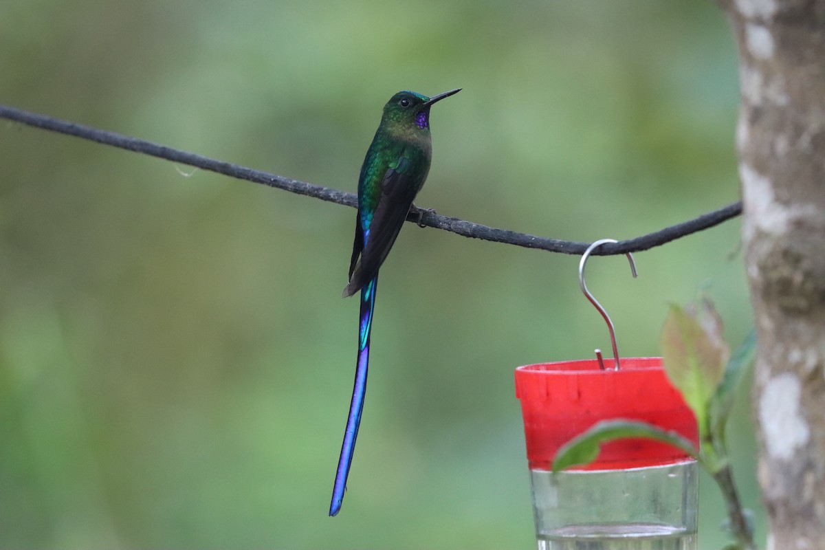 Violet-tailed Sylph - ML641704909
