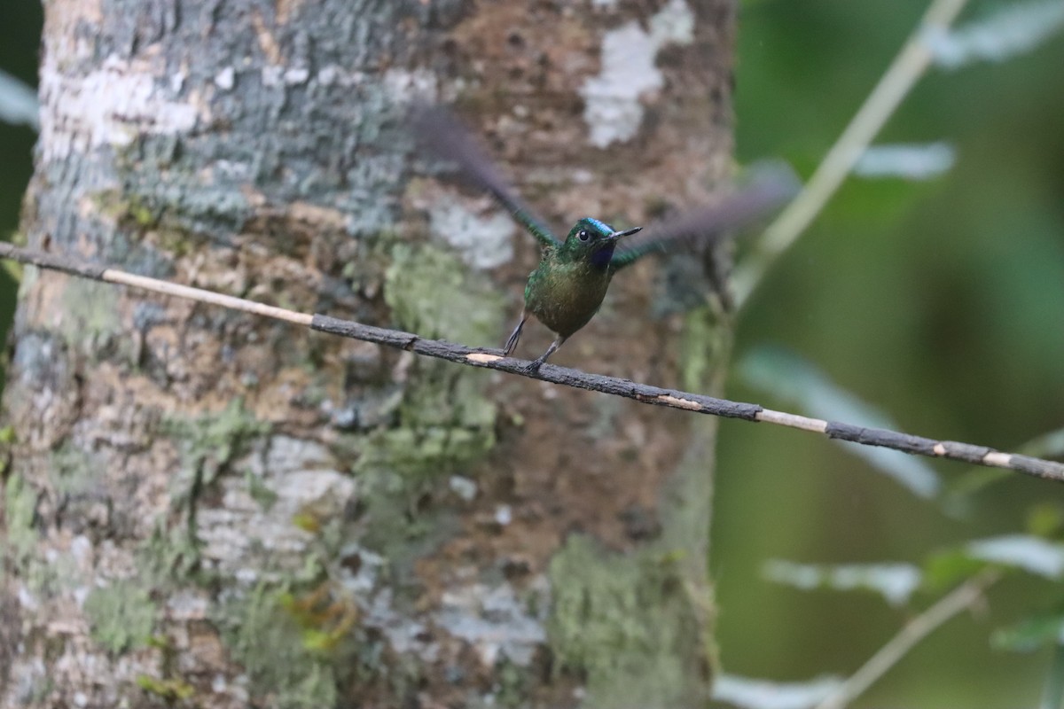 Violet-tailed Sylph - ML641704912