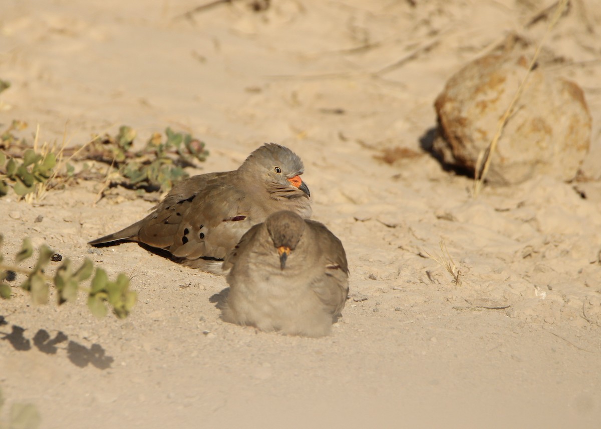 Croaking Ground Dove - ML641704914