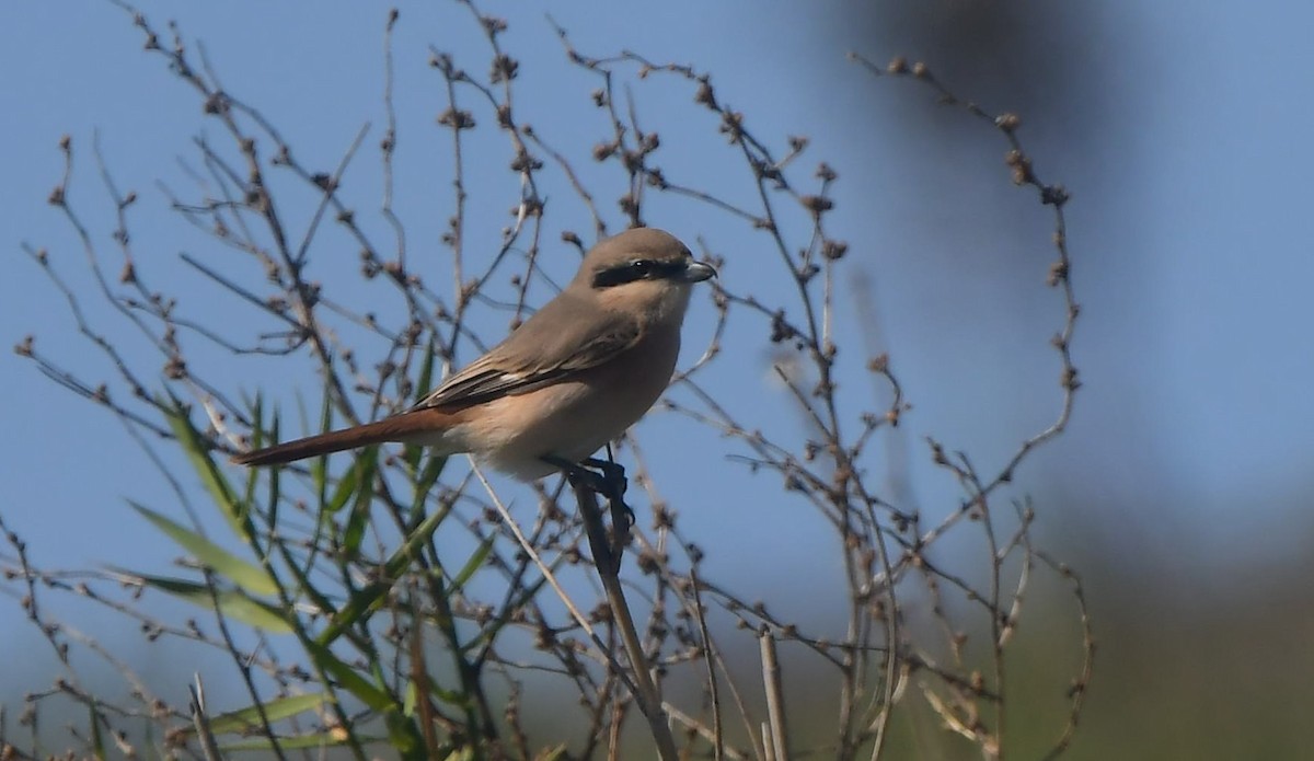 Isabelline Shrike - ML641704942