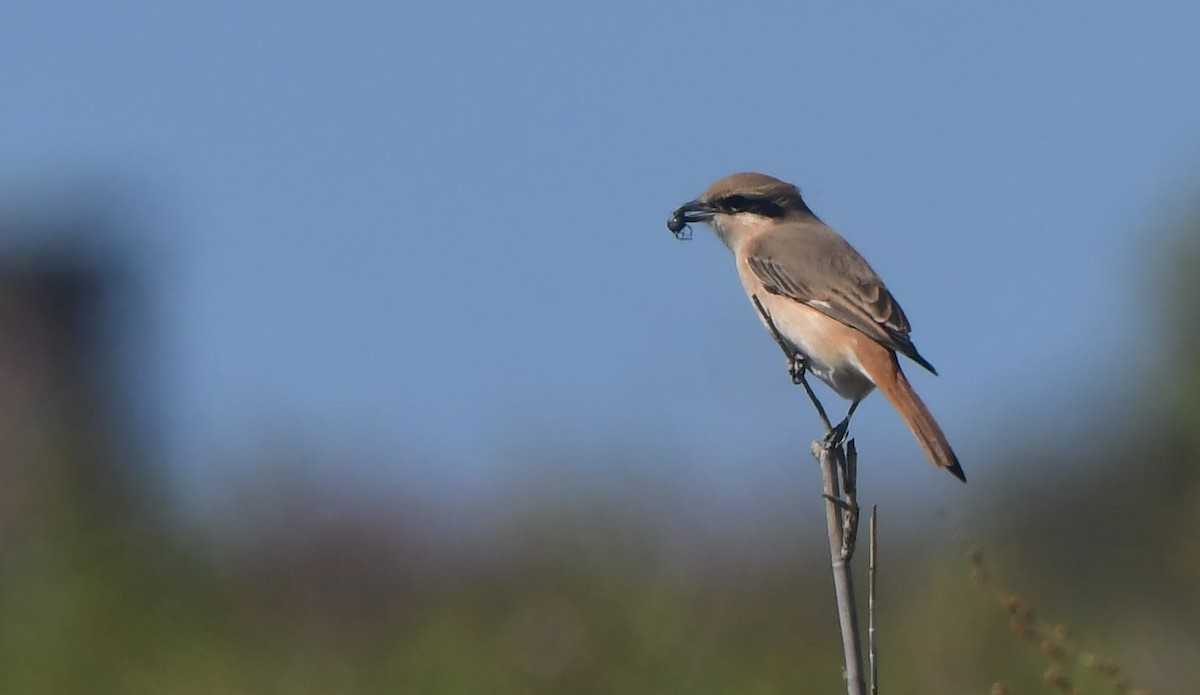 Isabelline Shrike - ML641704943