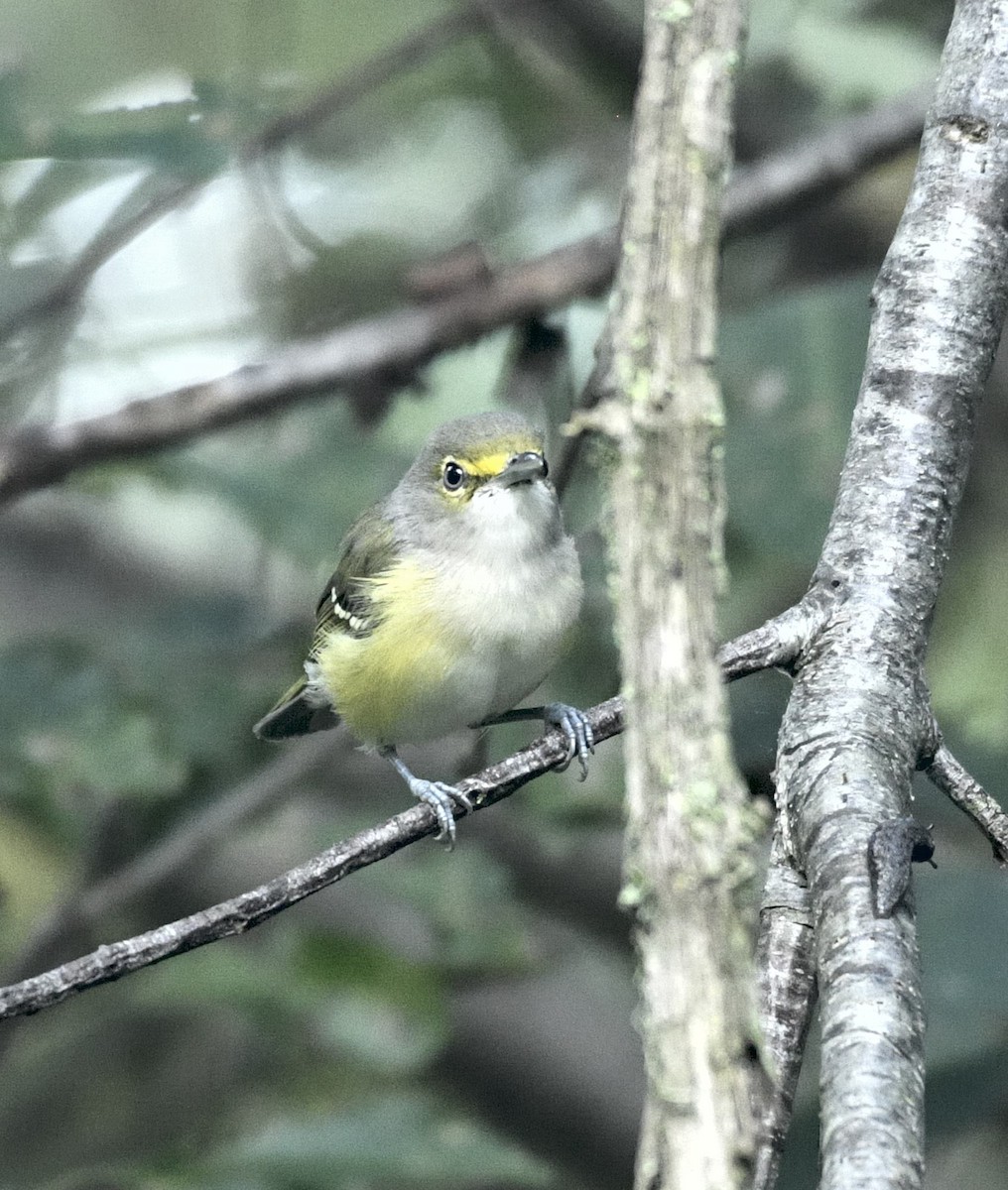 White-eyed Vireo - ML641704980