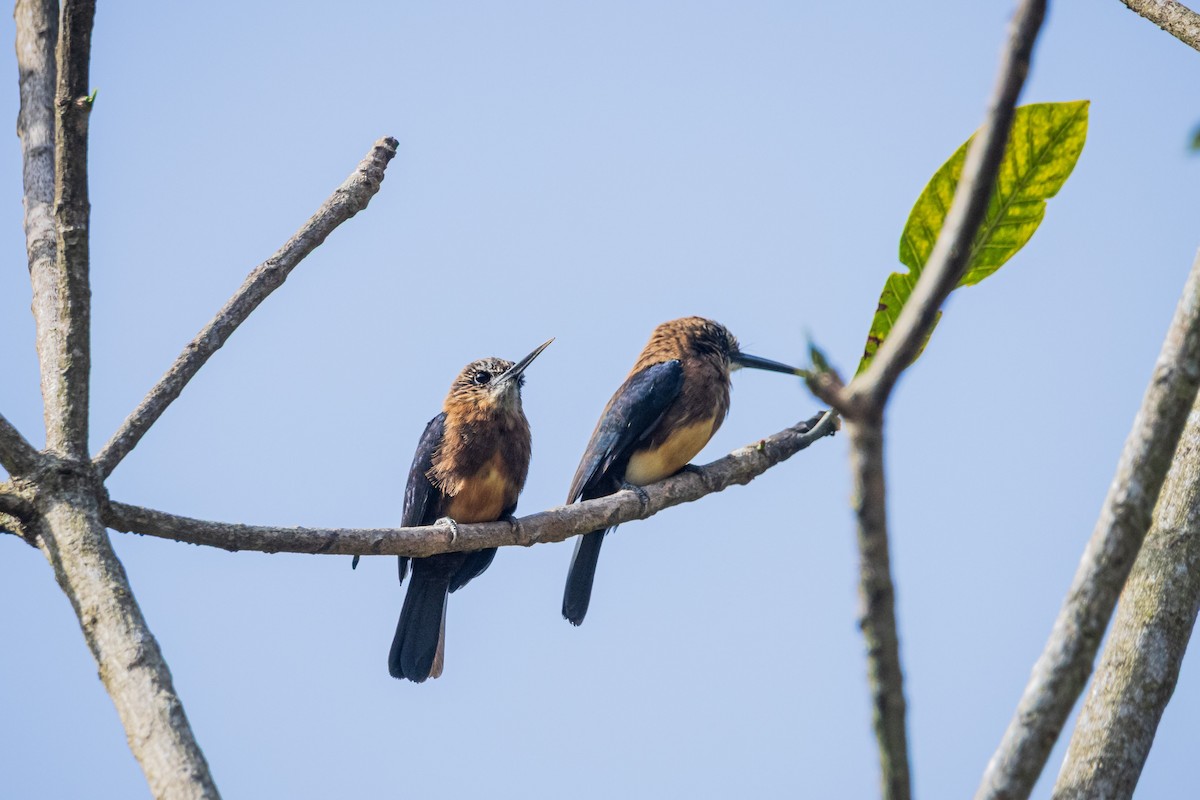 Brown Jacamar - ML641704982
