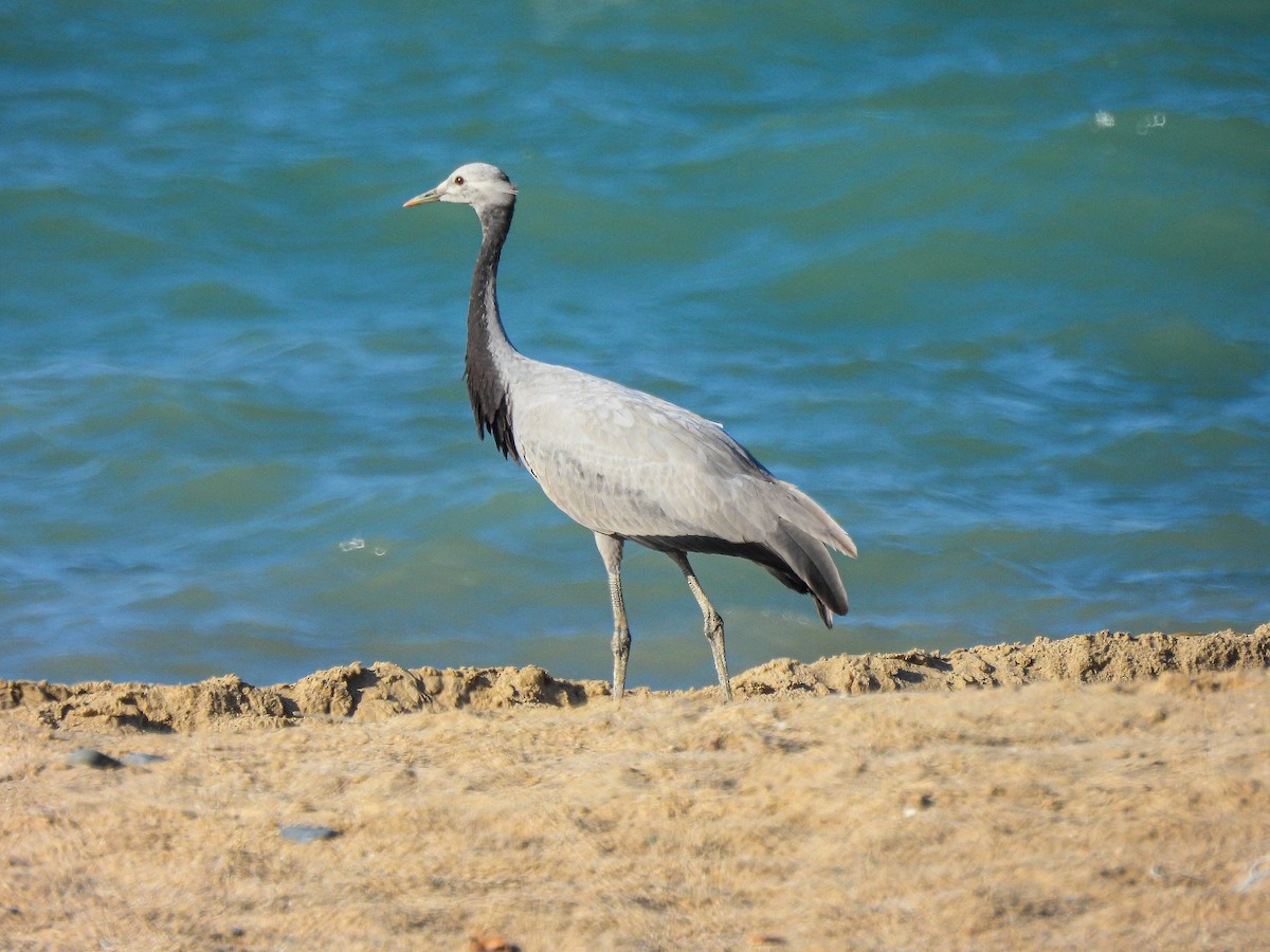Demoiselle Crane - ML641704983