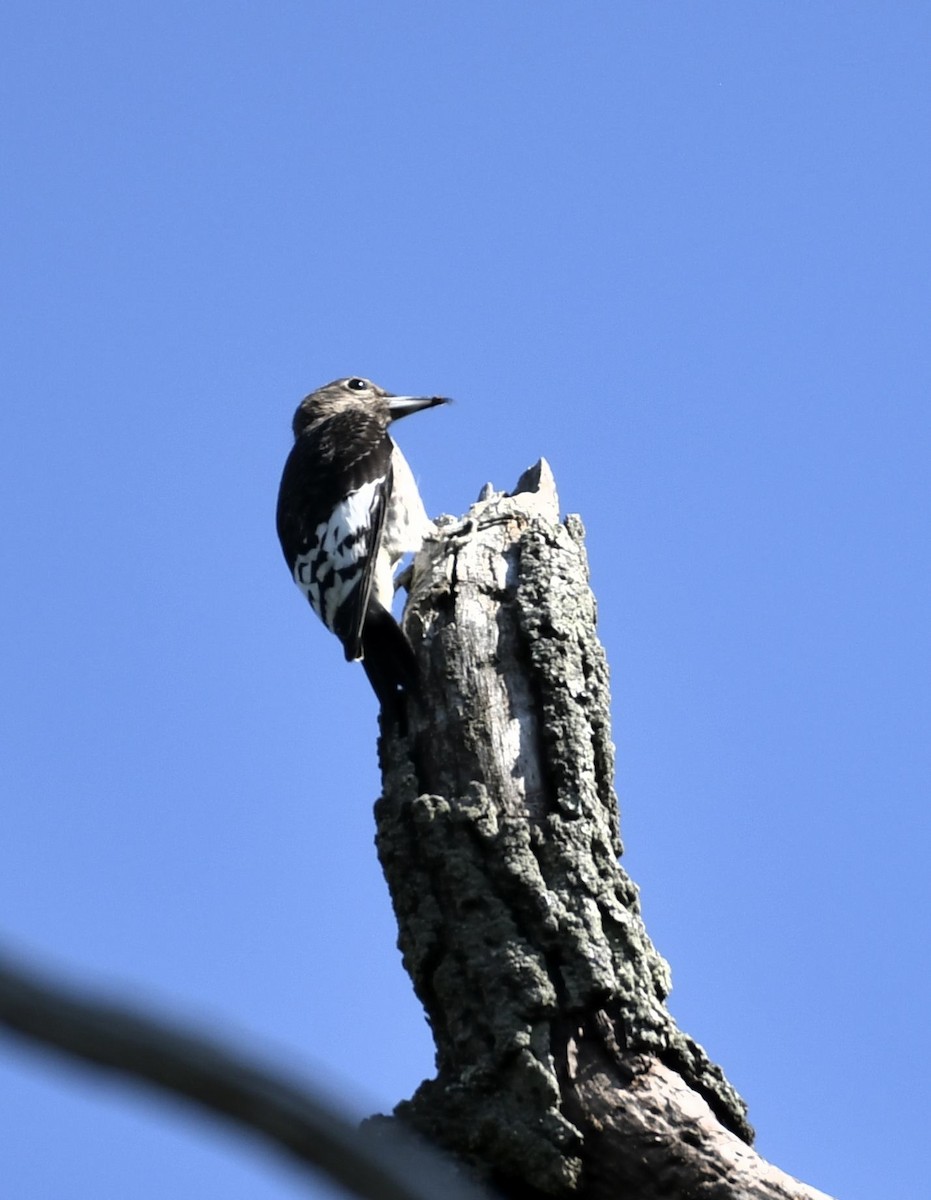 Red-headed Woodpecker - ML641705011
