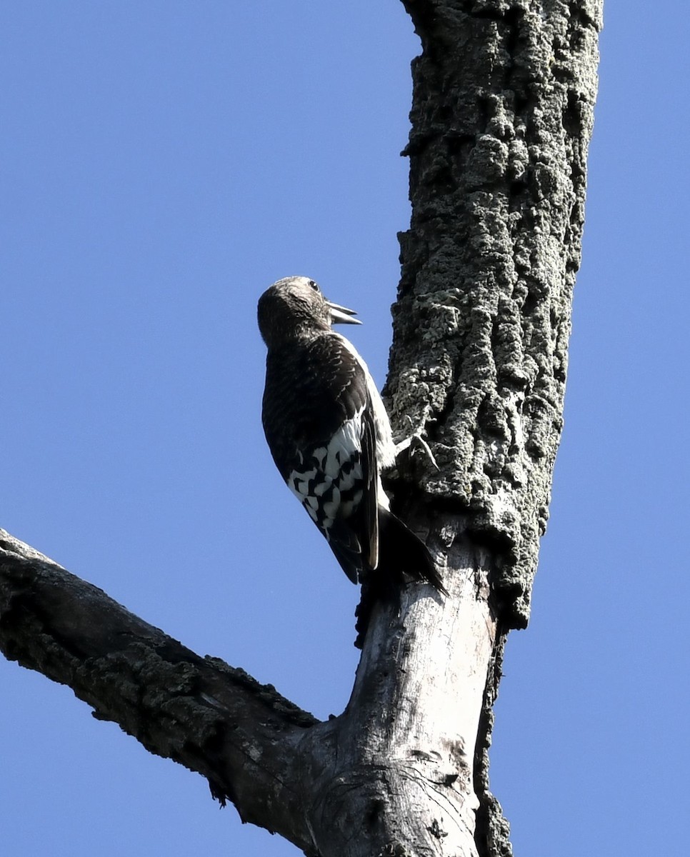 Red-headed Woodpecker - ML641705014